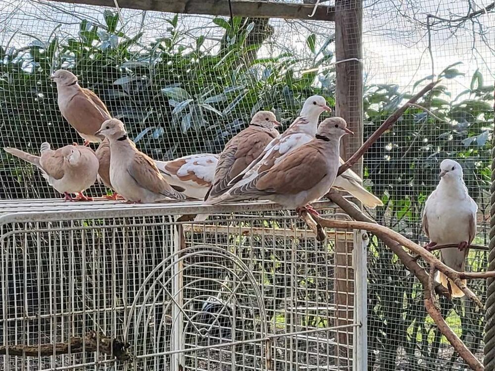   TOURTERELLES à adopter via l'association UMA  