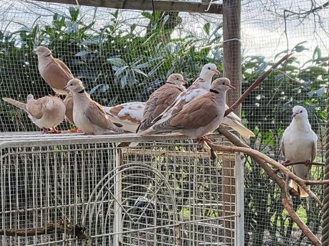 TOURTERELLES à adopter via l'association UMA 10 56220 Peillac