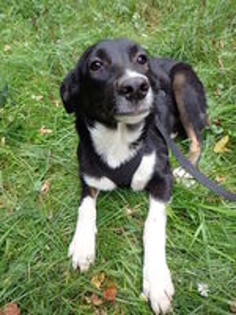   Gentiane, chiot à adopter 