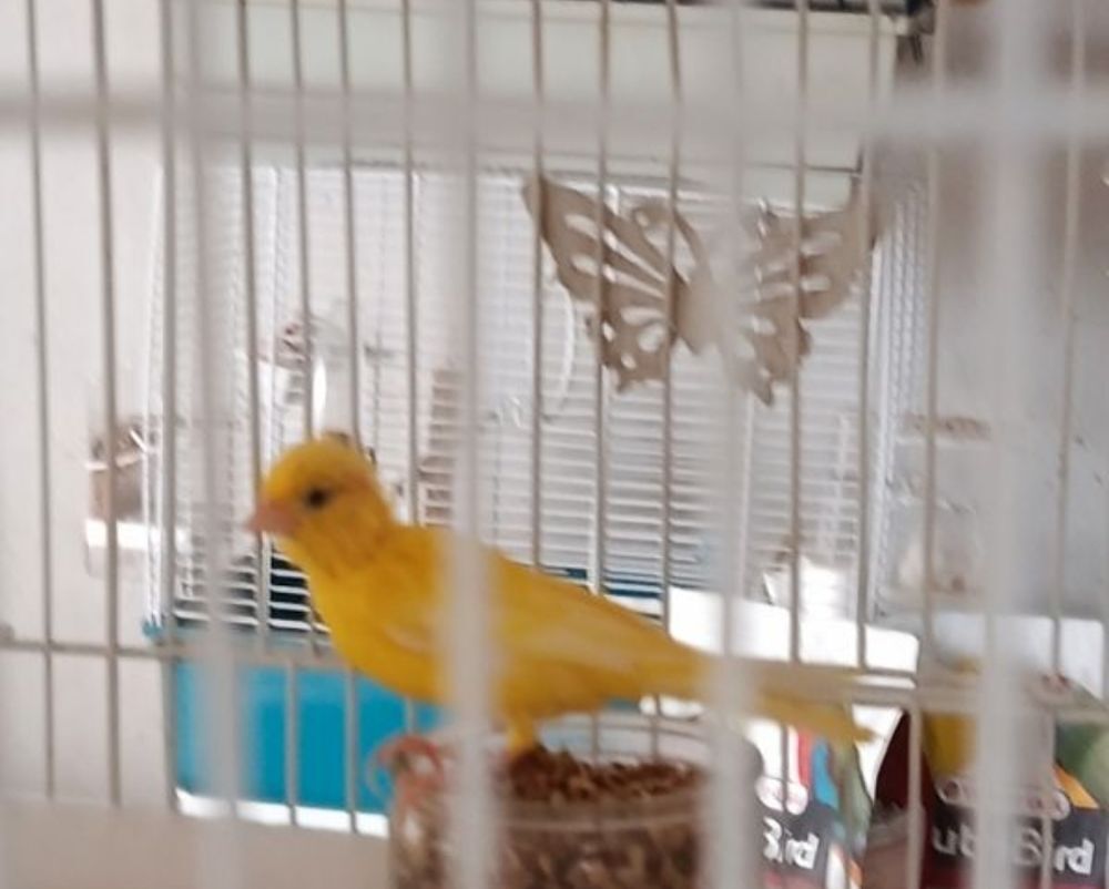  Perdu 2 poiseaux 
1 canari nain jaune bague rouge et 1 Gould 