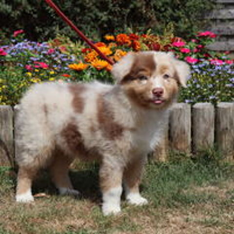   CHIOT BERGER AUSTRALIEN ROUGE MERLE 