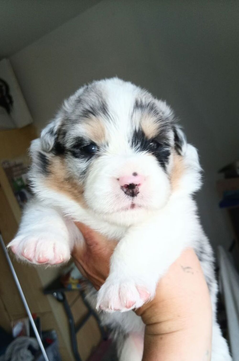   chiots bergers australiens Lof  