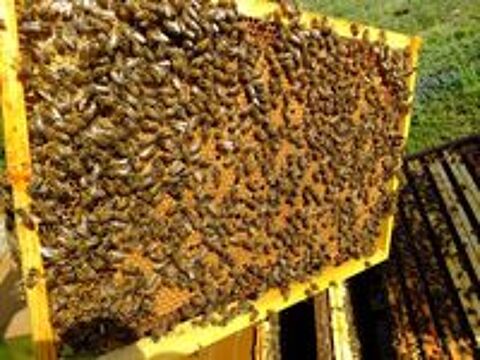   Essaim abeilles buck 