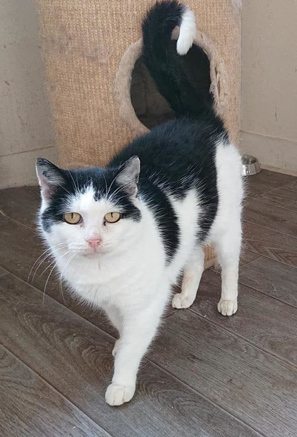   Pandore, europ�enne noire et blanche, 9 ans 