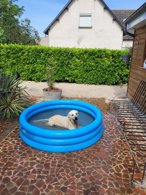 Chiot Golden retriever  900 02270 Chalandry