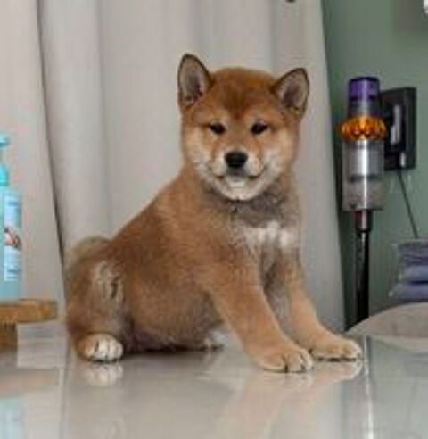  🐕🦊 Shiba Inu LOF 🐾🐾 Lignées japonaises prestigieuses 🇯🇵 Couleurs rares : Noir et Feu, Roux, Sésame, Sésame Noir, Noir 🖤🧡🤎 
