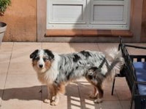   Saillie  berger australien LOF 