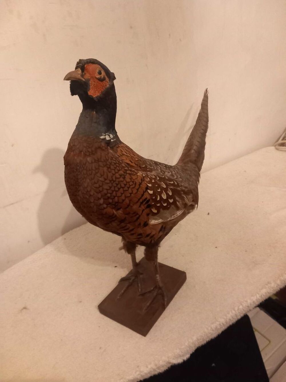 troph&eacute;e faisan 