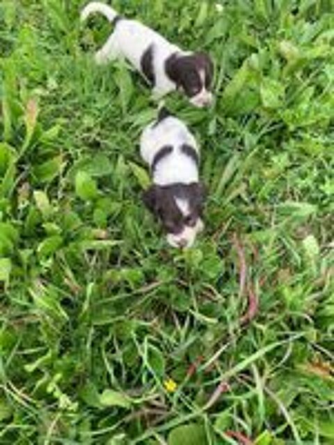   Chiots Epagneul Français. 