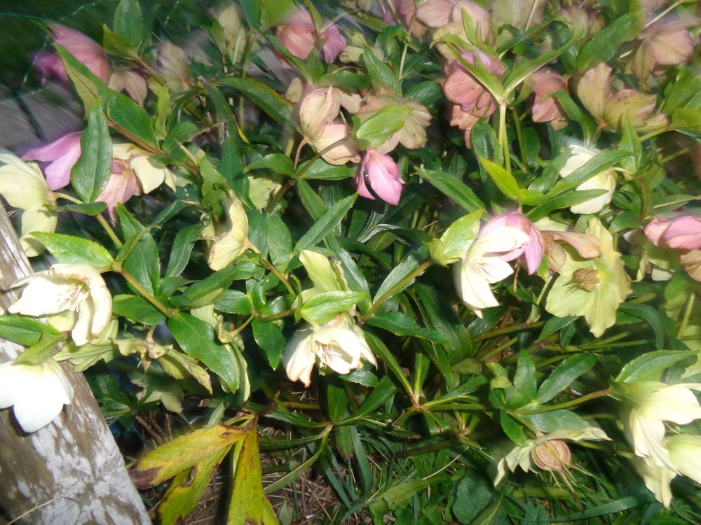 roses de no&egrave;l Jardin