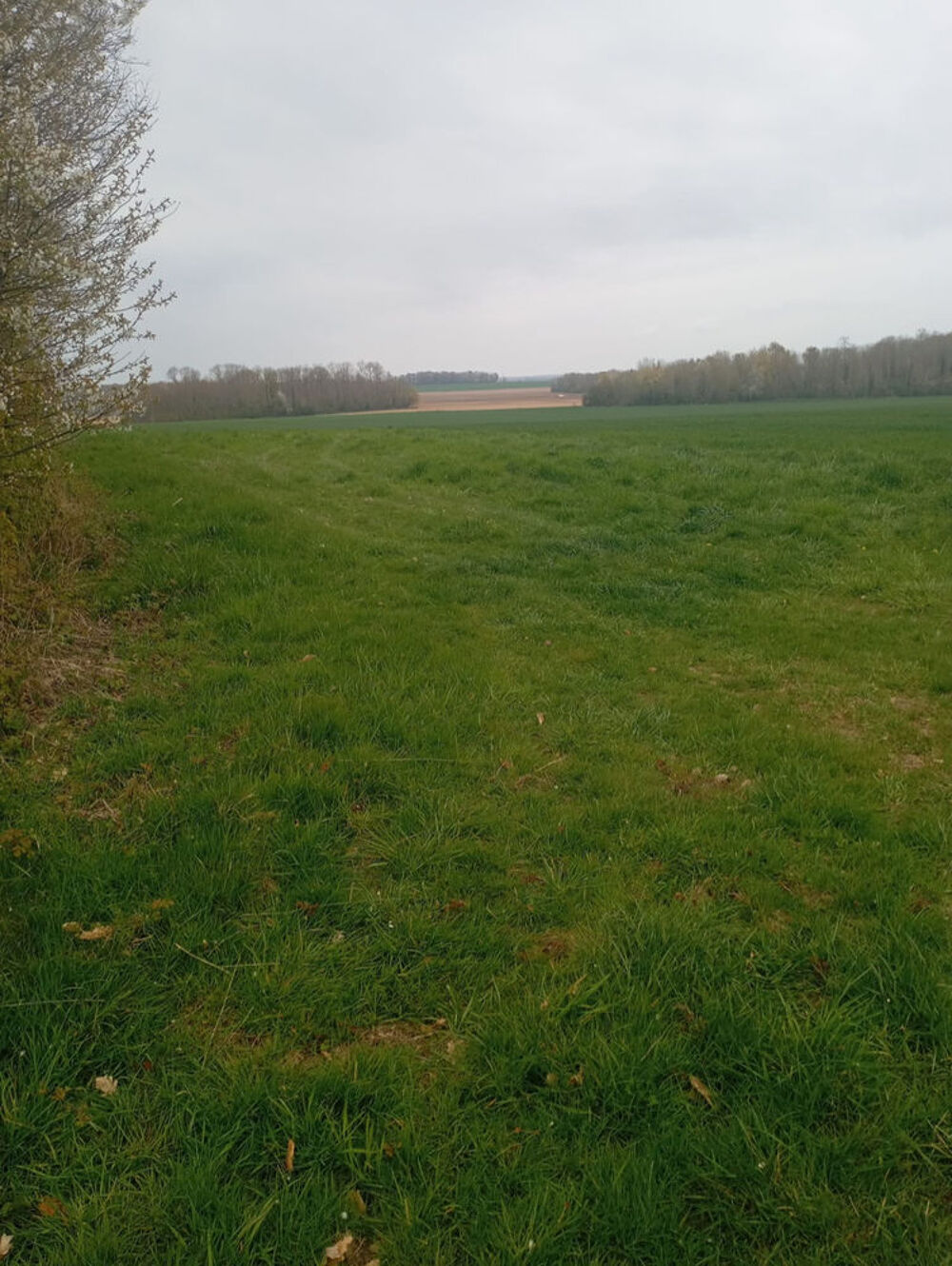 Action mixte petit et gros gibier en Seine-et-Marne. Sports
