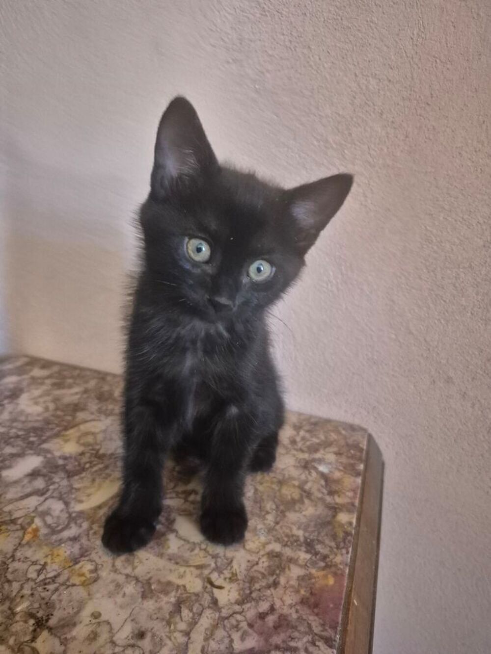   chaton noire 