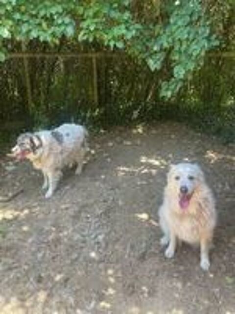   Chiens KIKI et BOUBA à l adoption 
