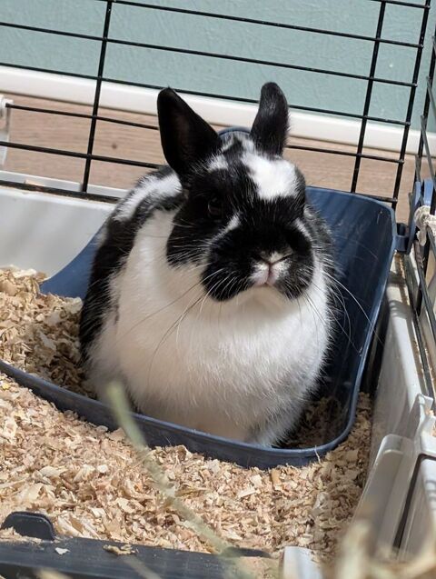 Donne lapin nain m&acirc;le 2 ans 0 10160 Maraye-en-othe