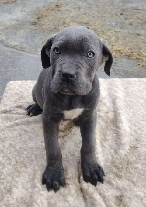 Cane Corso LOF 1800 65420 Ibos