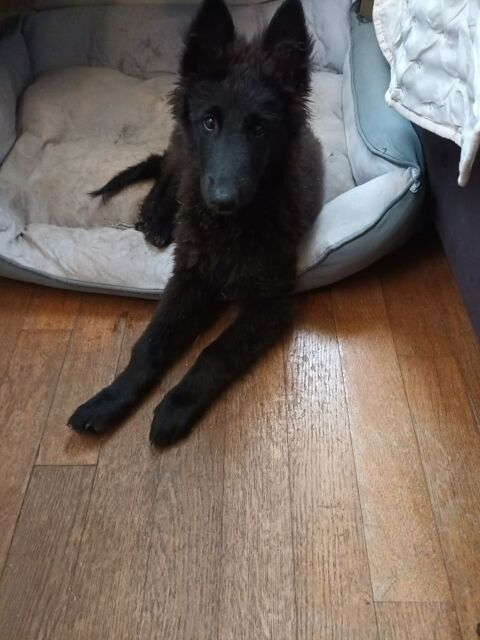 Chiots bergers belges gr?nendael 800 10700 Allibaudières
