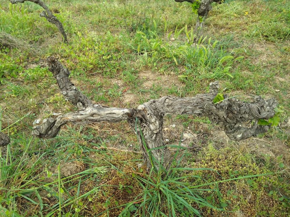 Souches de vigne Jardin