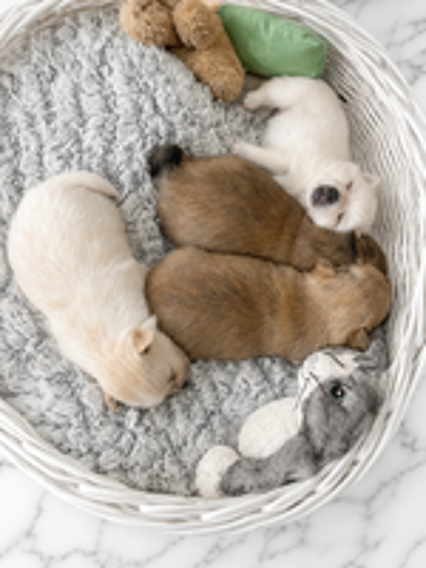   Adorables chiots Pomchi disponibles ???
