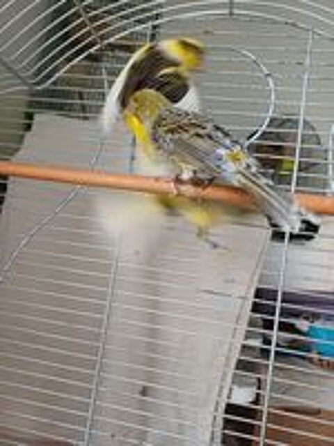   Canaris 