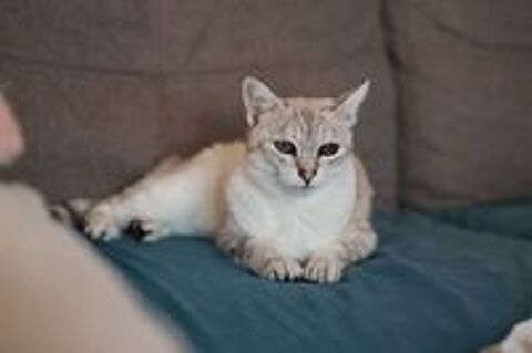   Alpine 11 ans chatte gentille et reservée cherche sauveur 