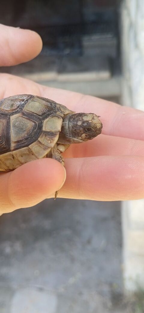 Tortue de jardin femelle 2024 70 81600 Gaillac