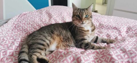 Tagada un amour de chat 90 35000 Rennes