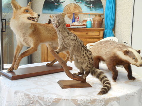 animaux naturalis�s 0 Aigrefeuille-d'Aunis (17)