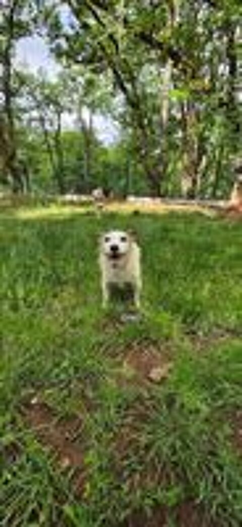   Pedro, jack Russel de 10 ans a donner contre bons soins  