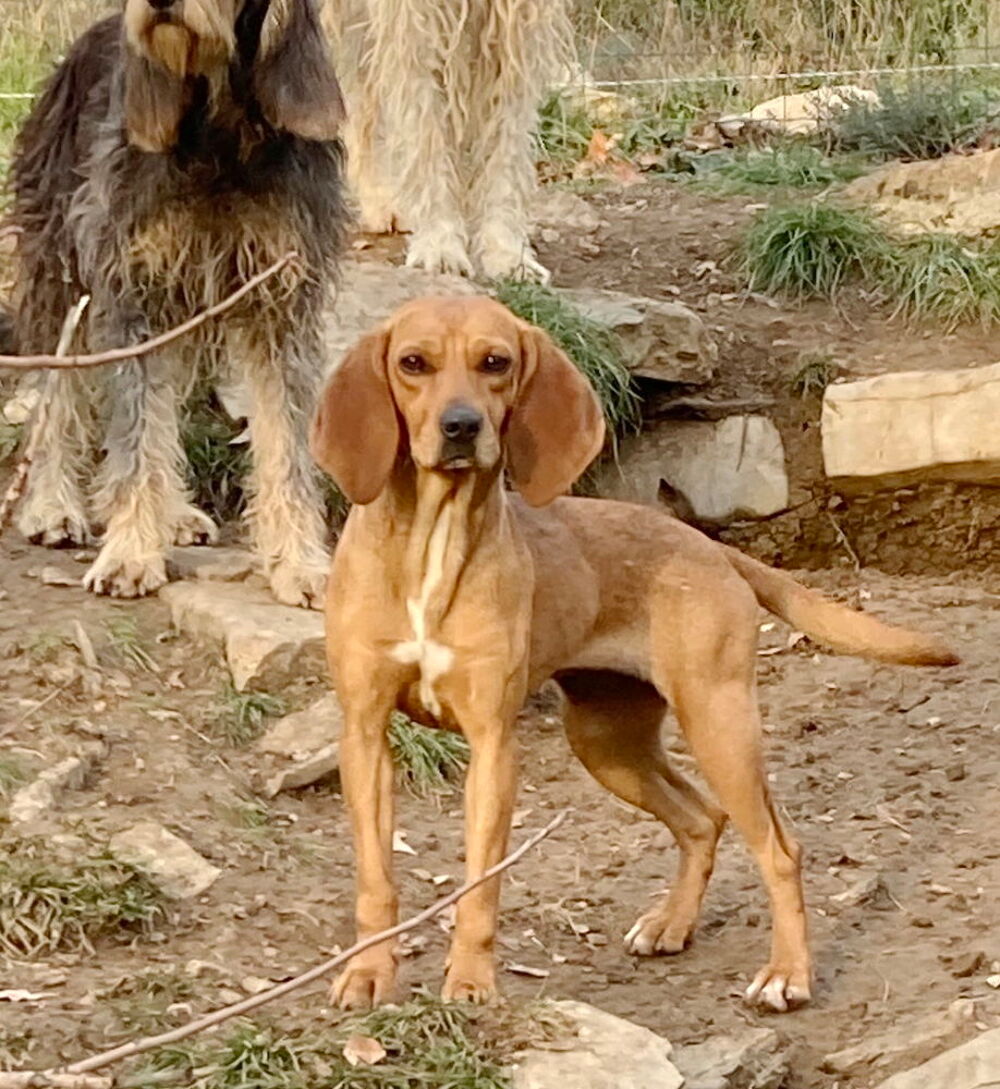   Chipie est à l'adoption 