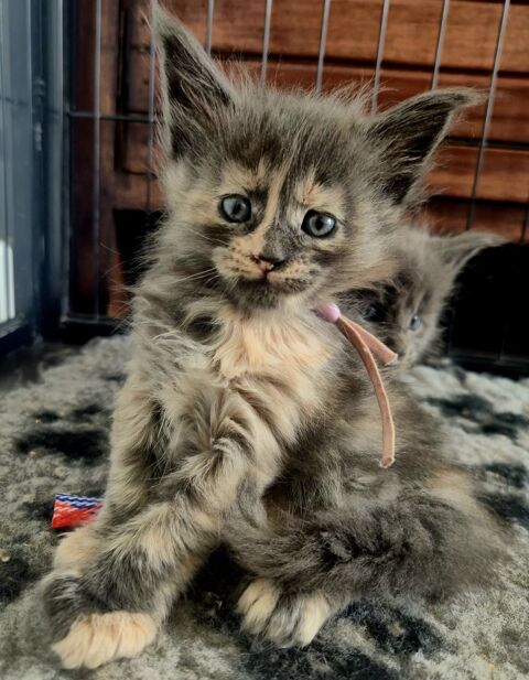 CHATONS MAINE COON LOOF 1300 44350 Gu�rande