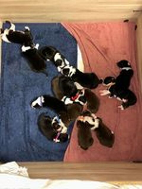   chiots berger australien  