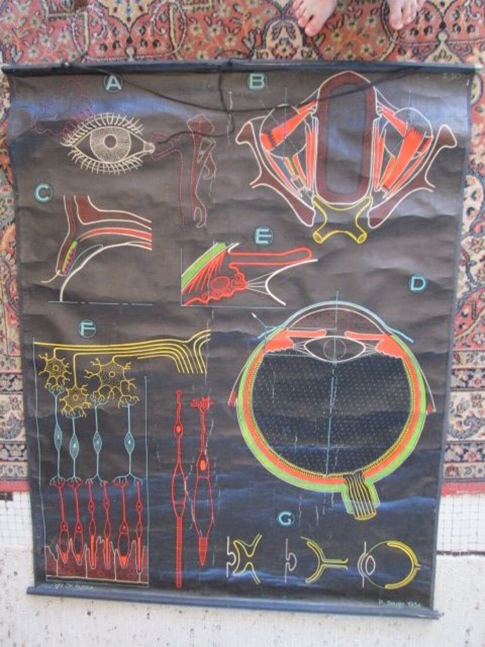 Affiches anciennes anatomie Sougy Auzoux 