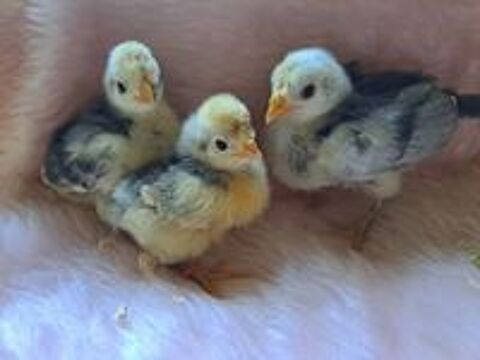   Poussins 

