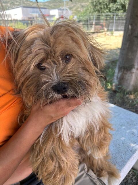 LEON🩵  petit chien de 9 kilos d'amour et de bonne humeur  315 24140 Douville