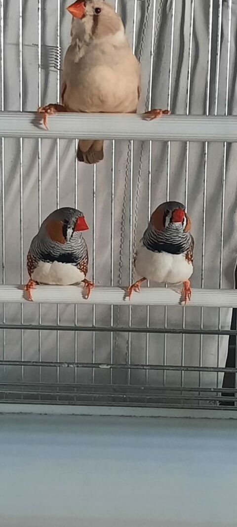 Diamant mandarin  10 47140 Frespech