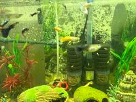   Guppys Platys Mollys  