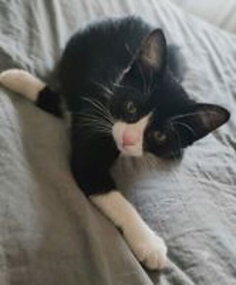   Petit Bou chaton femelle 2 mois cherche famille 