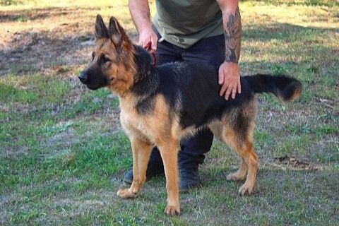 Chien ANOUKA à l adoption 210 47160 Caubeyres