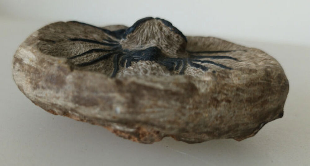 Fossile TRILOBITE sur gangue
