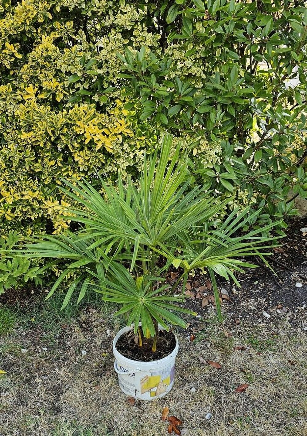 Palmiers Trachycarpus Jardin