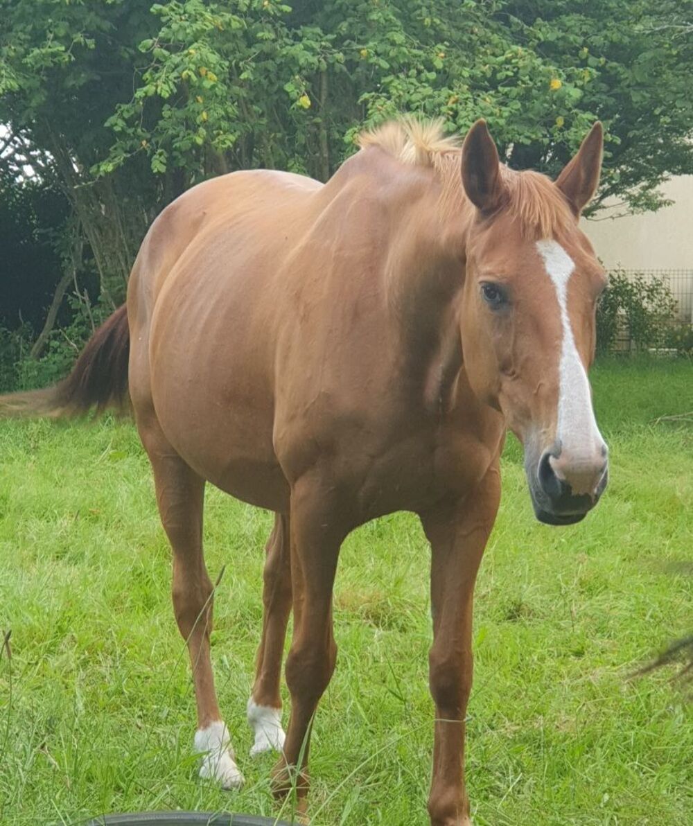   jument selle fran�ais  