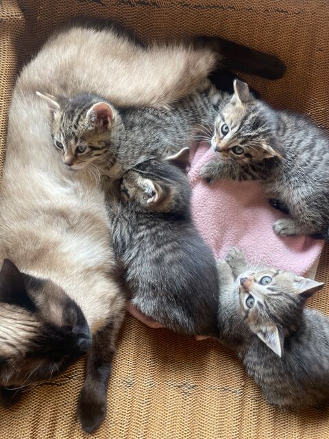 Chatons 0 95300 Pontoise
