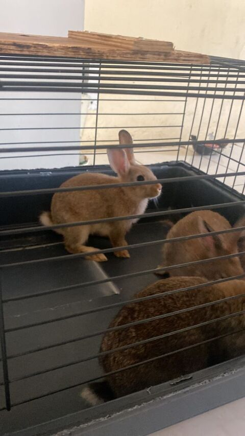 5 Lapereaux croisés lapin nain et lapin 30 97115 Sainte-rose