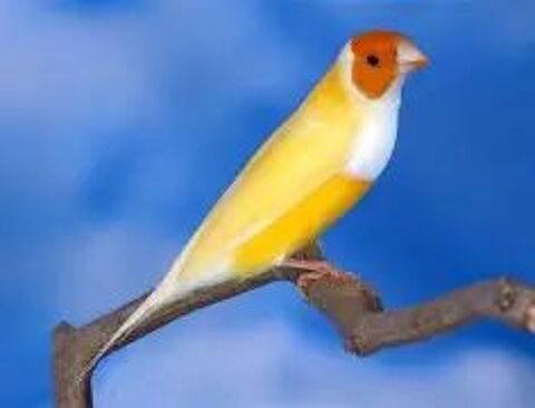 joli couple diamant de Gould jaune 70 94460 Valenton