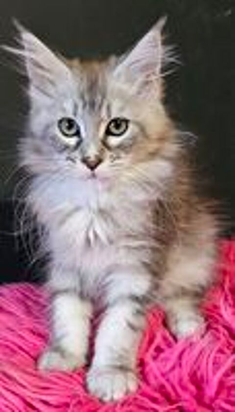   2 femelles Maine Coon Loof, LIVRAISON  