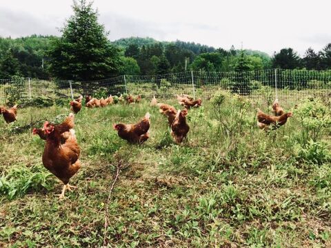 Poules rousses 16 10000 Troyes