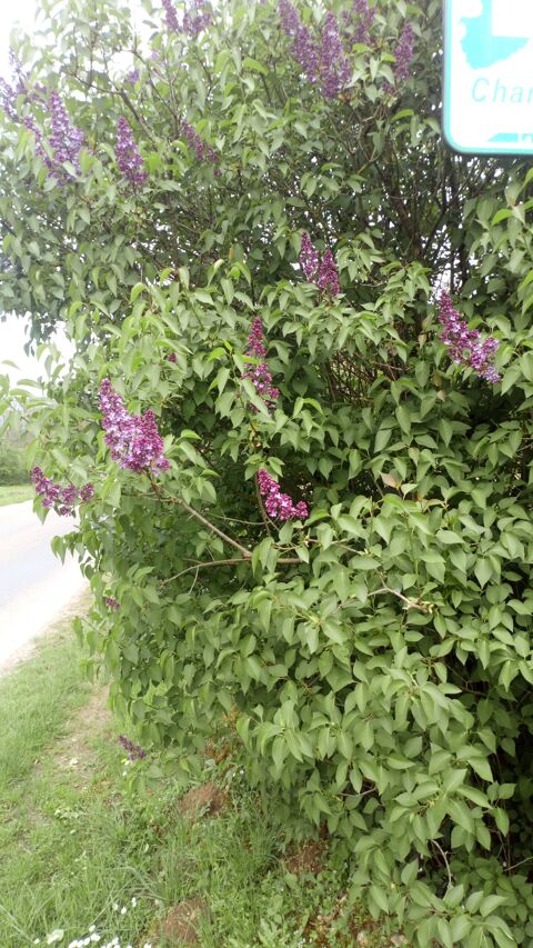 Lilas Mauve et Blanc 0 Battrans (70)