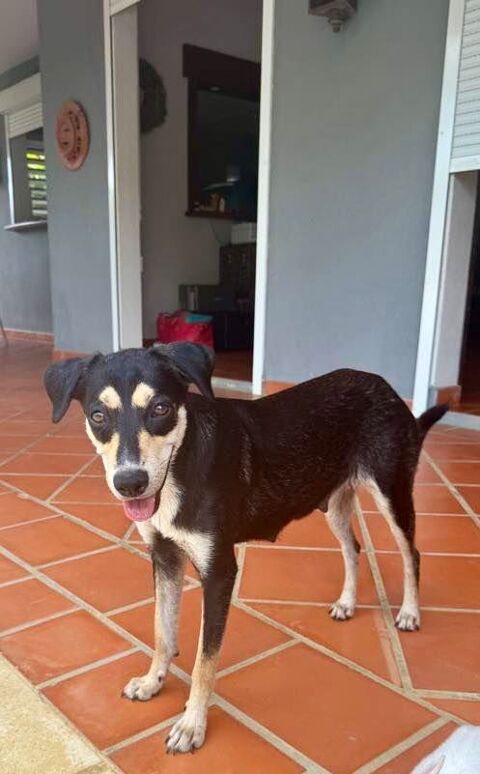 Mutty, femelle croisée berger, née le 15/04/2023  &#128054; 380 78000 Versailles
