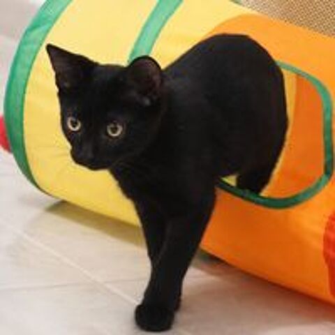   Orion - jeune chaton 