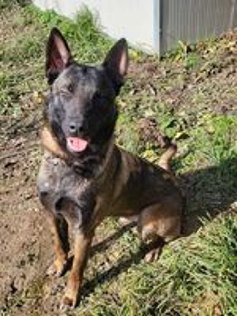   malinois lof mle dispo 